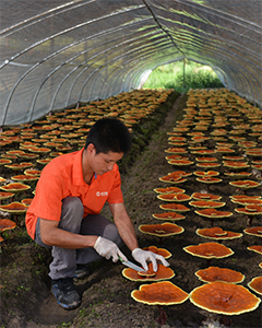 靈芝生態(tài)種植基地